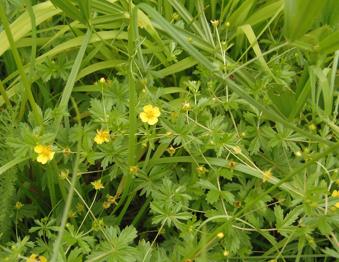 Image of Potentilla erecta specimen.