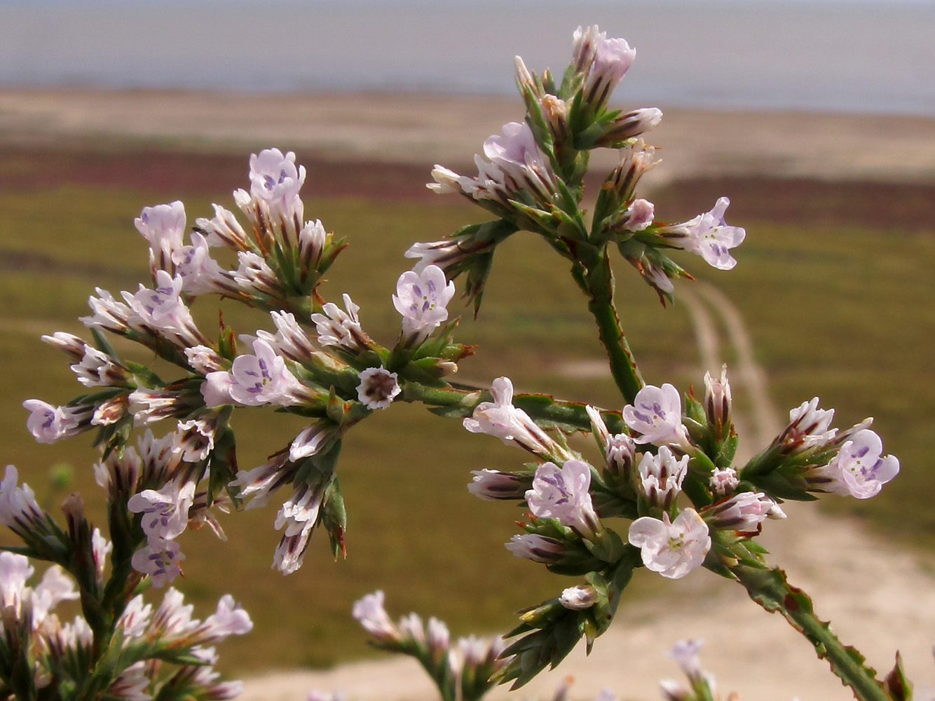 Image of Goniolimon tataricum specimen.