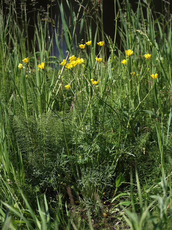 Image of Ranunculus polyanthemos specimen.