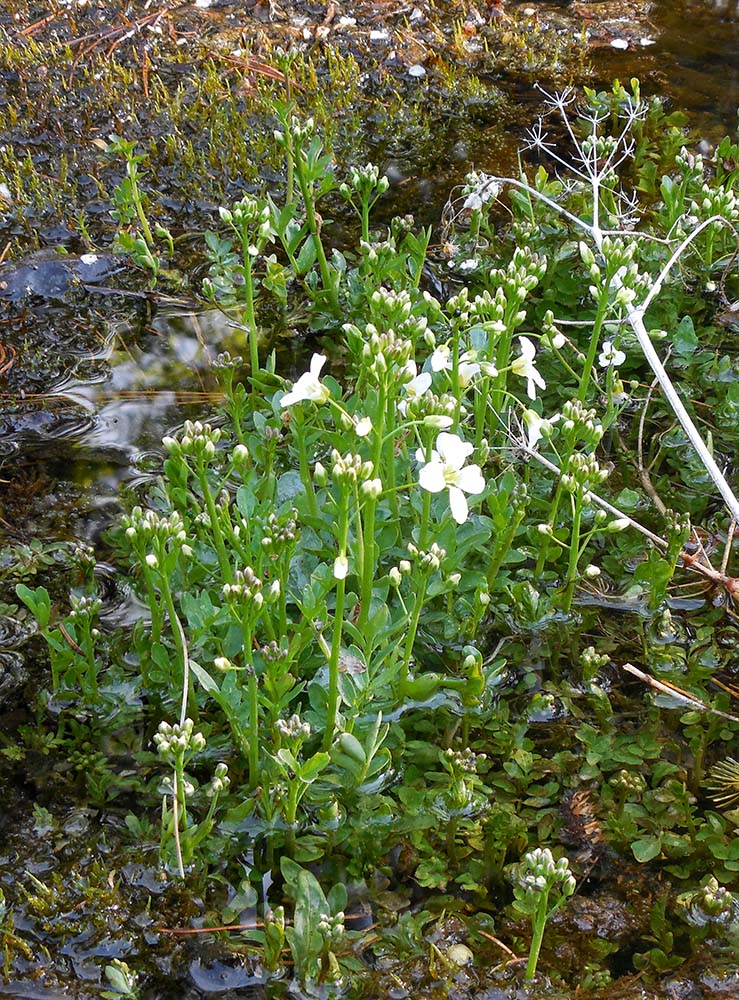 Image of Cardamine prorepens specimen.