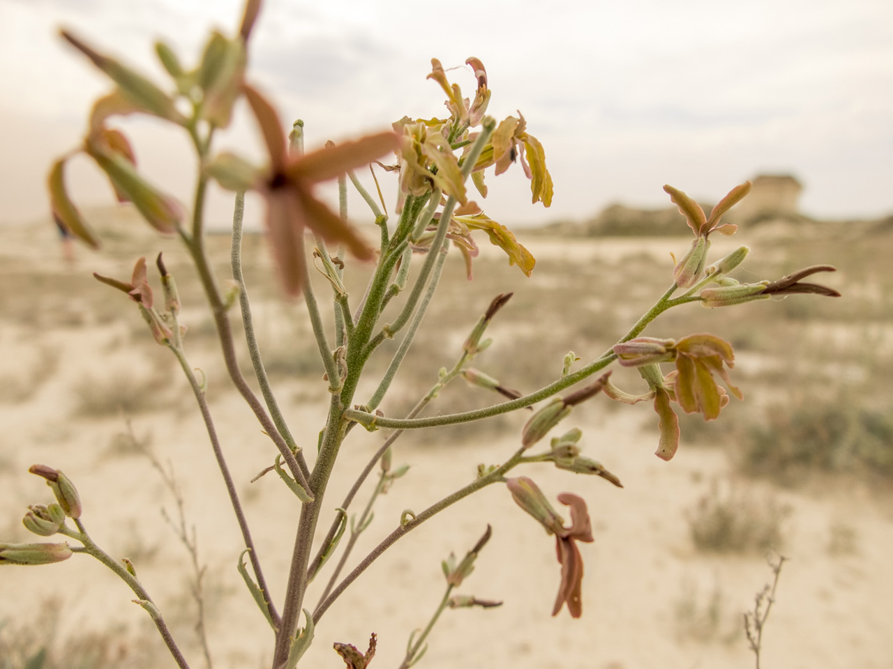 Image of Matthiola fragrans specimen.