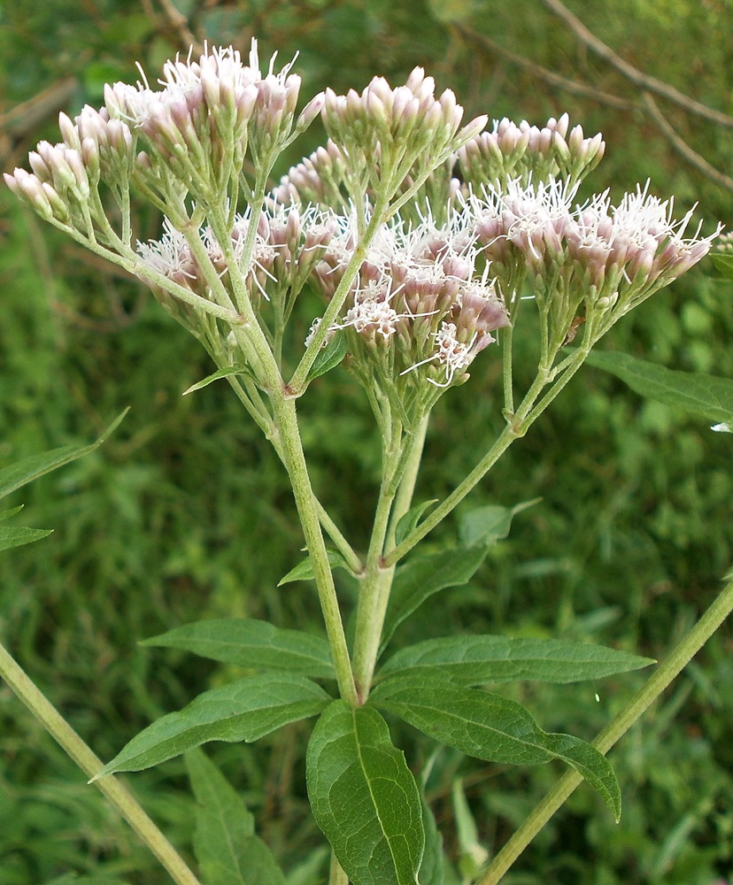 Изображение особи Eupatorium cannabinum.