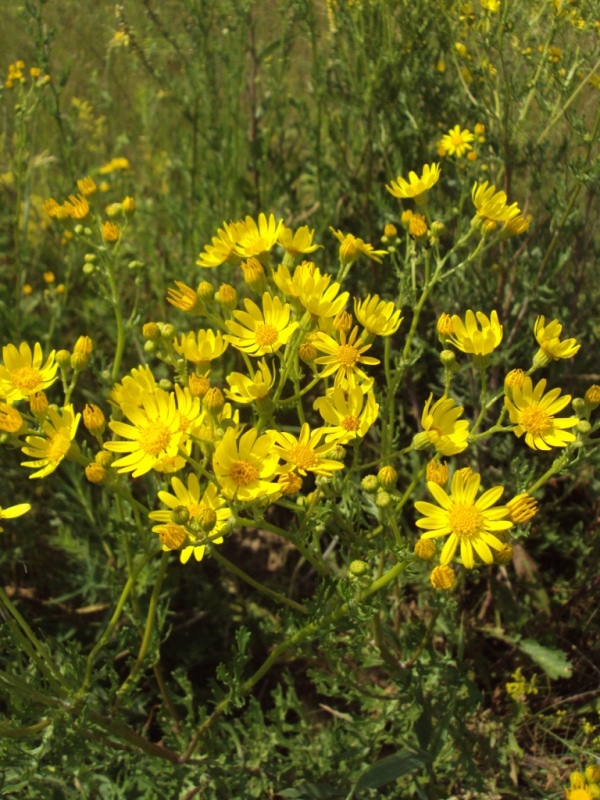 Изображение особи Senecio jacobaea.