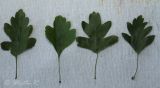 Crataegus rhipidophylla. Листья. Молдова, Криулянский р-н, окр. с. Слободзея-Дужка, пойма р. Днестр. 20.07.2014.