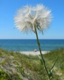 Tragopogon heterospermus. Верхушка плодоносящего растения. Калининградская обл., Зеленоградский р-н, Куршская коса, авандюна со стороны Балтийского моря. Июль 2014 г.