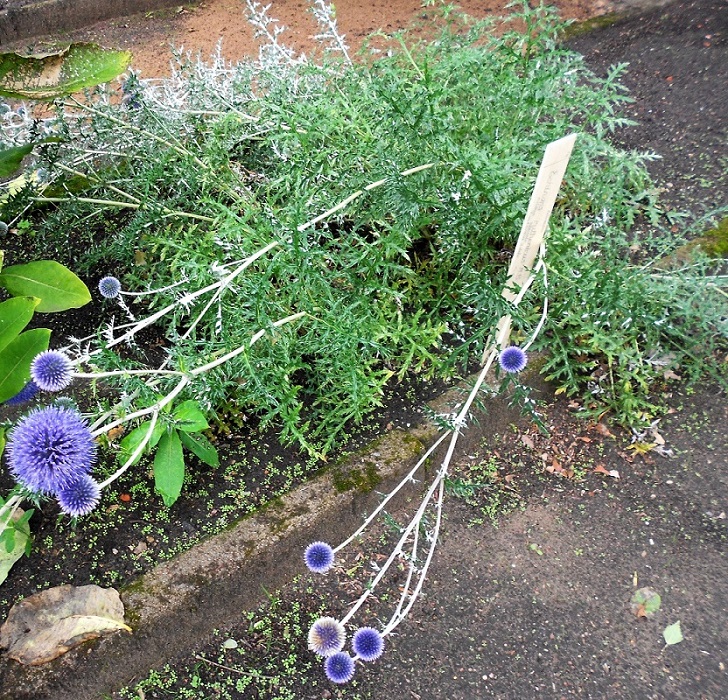 Изображение особи Echinops ruthenicus.