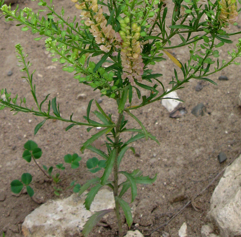 Image of Lepidium densiflorum specimen.