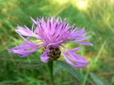 Centaurea jacea