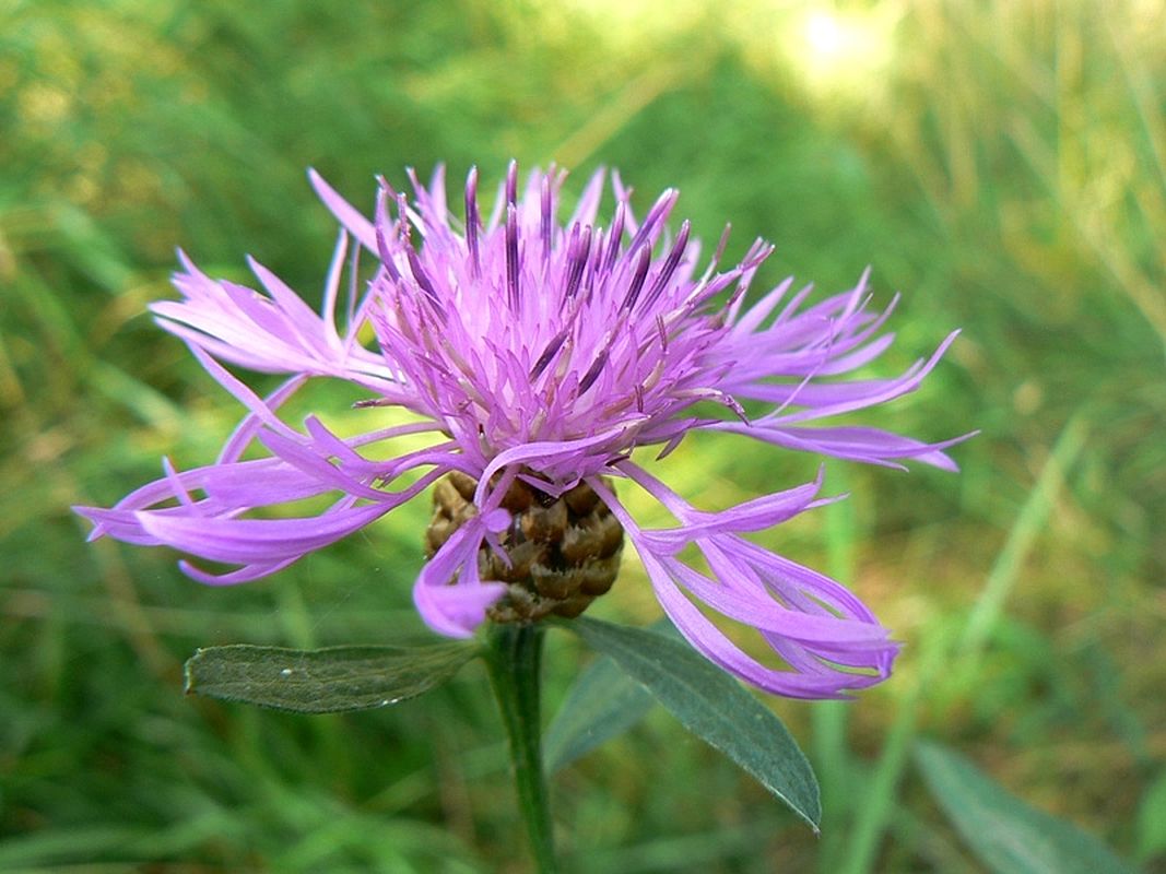 Image of Centaurea jacea specimen.