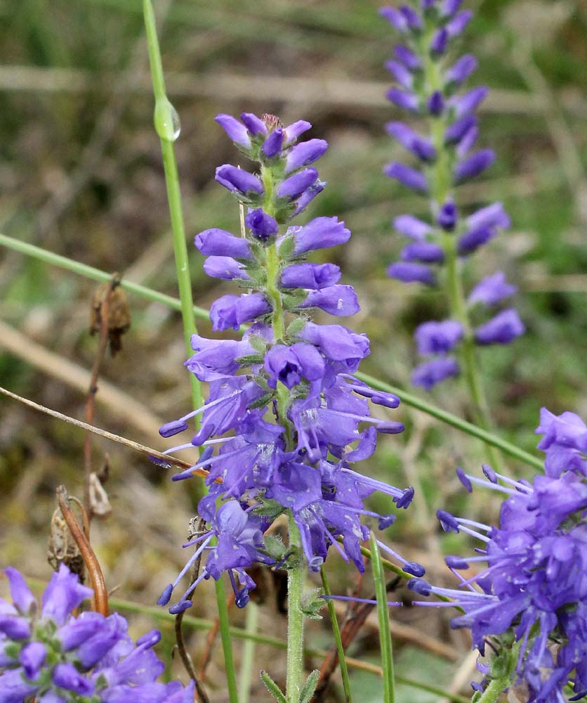 Изображение особи Veronica spicata.