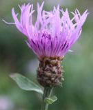 Centaurea jacea. Соцветие. Санкт-Петербург, Петергоф, середина сентября.