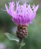 Centaurea jacea