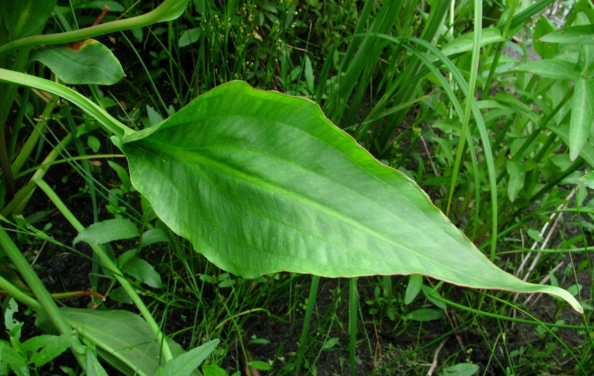 Image of Alisma &times; rhicnocarpum specimen.