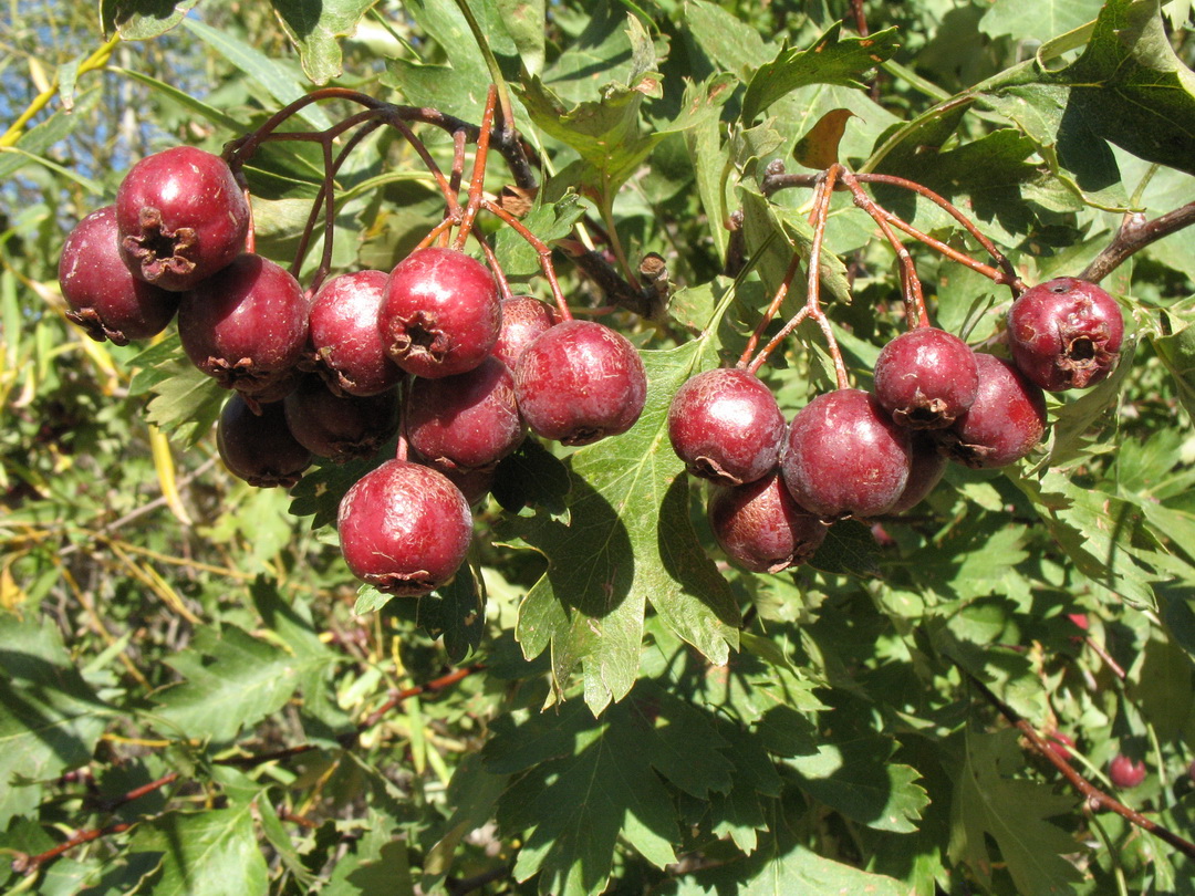 Изображение особи Crataegus songarica.