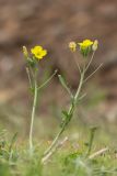 Diplotaxis tenuifolia