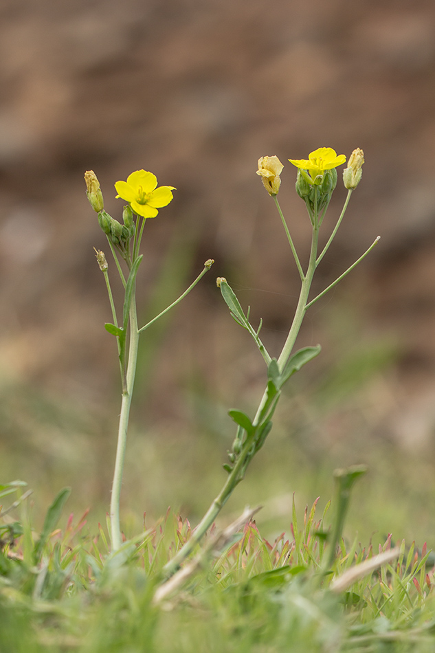 Image of Diplotaxis tenuifolia specimen.