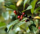 Frangula alnus. Побег со зрелыми и созревающимми плодами. Московская обл., Раменский р-н, окр. дер. Хрипань, садовый участок. 16.09.2014.