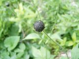 Cephalaria calcarea