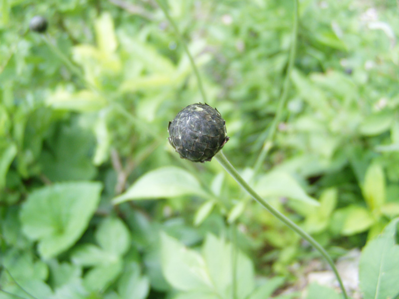 Изображение особи Cephalaria calcarea.