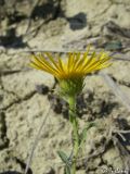 Inula britannica. Соцветие. Крым, Севастополь, Байдарская долина, окр. с. Широкое. 22.08.2009.