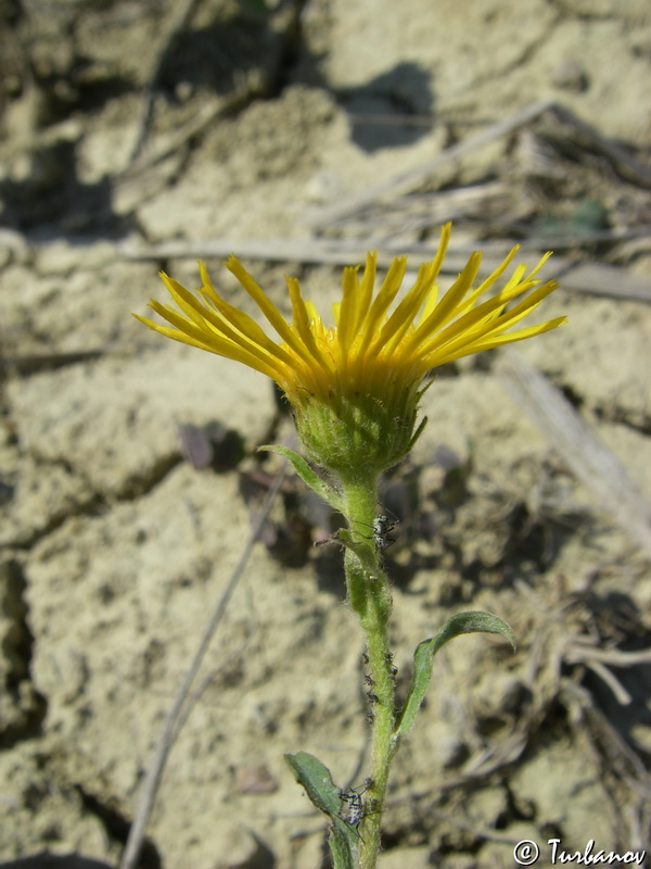 Изображение особи Inula britannica.