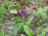 Dactylorhiza aristata