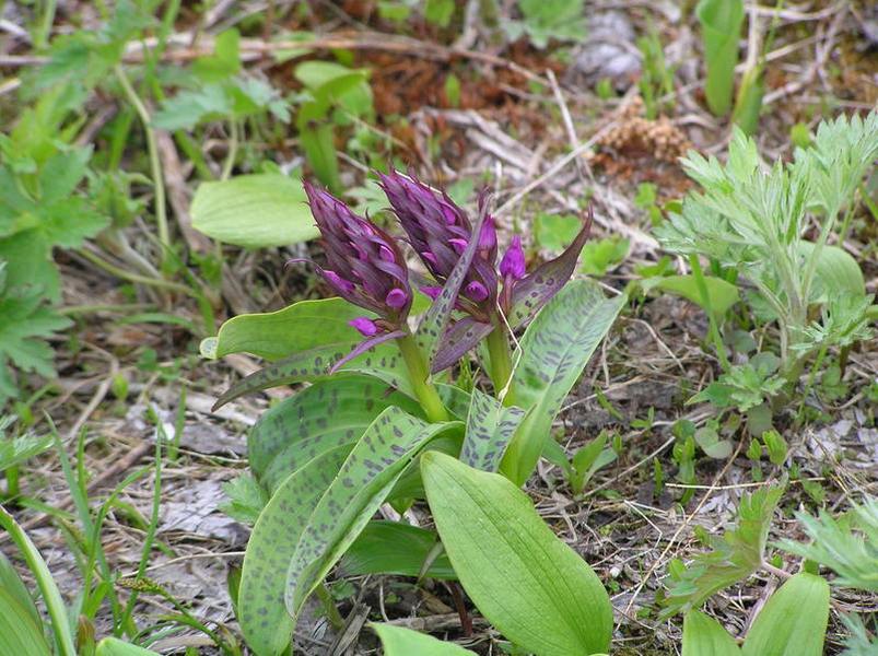 Image of Dactylorhiza aristata specimen.