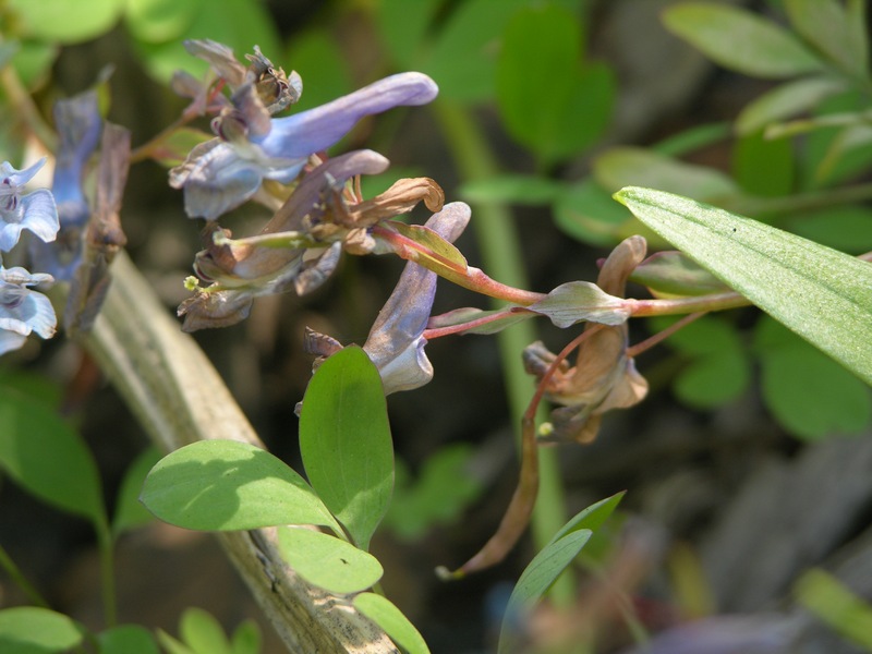 Image of Corydalis ambigua specimen.