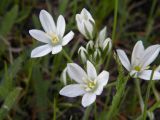 Ornithogalum kochii. Соцветие. Украина, Днепропетровская обл., бассейн р. Самара, склон степной балки. 02.05.2009.