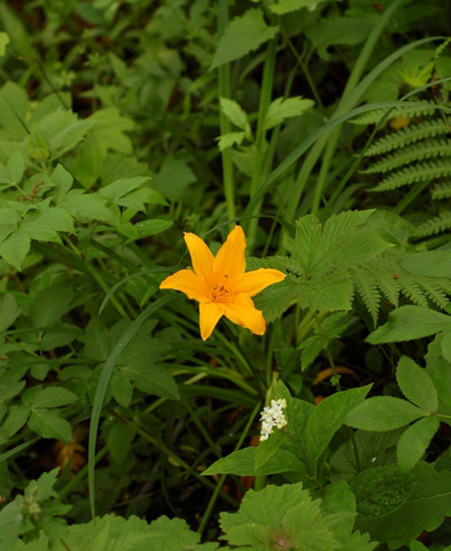 Изображение особи Hemerocallis middendorffii.