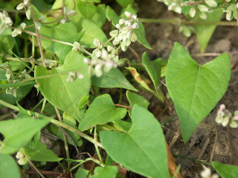 Image of Fallopia convolvulus specimen.