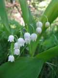 Convallaria majalis