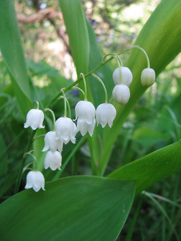 Image of Convallaria majalis specimen.