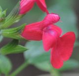Salvia microphylla