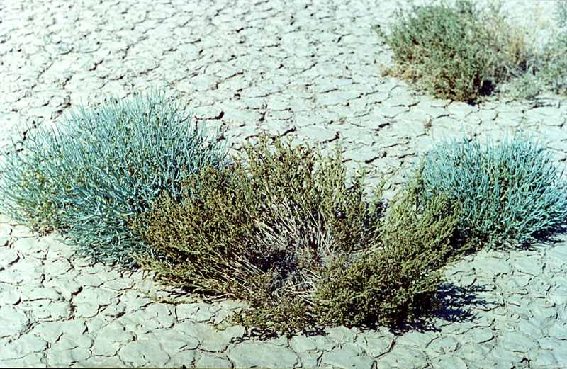 Image of Anabasis truncata specimen.