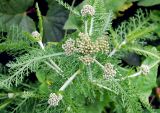 Achillea millefolium