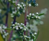 Artemisia vulgaris. Побеги с нераспустившимися соцветиями. Московская обл., Раменский р-н, окр. ж.-д. платформы Хрипань, залежь. 07.08.2015.