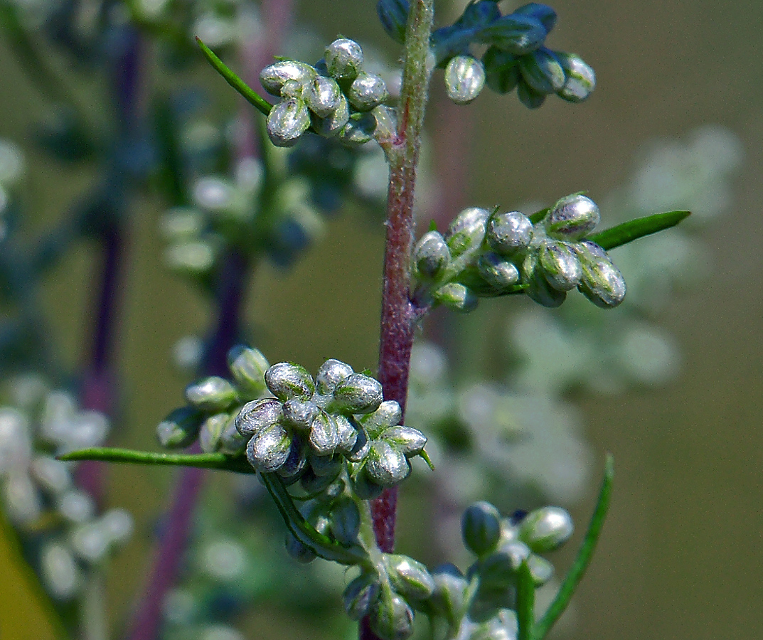 Изображение особи Artemisia vulgaris.