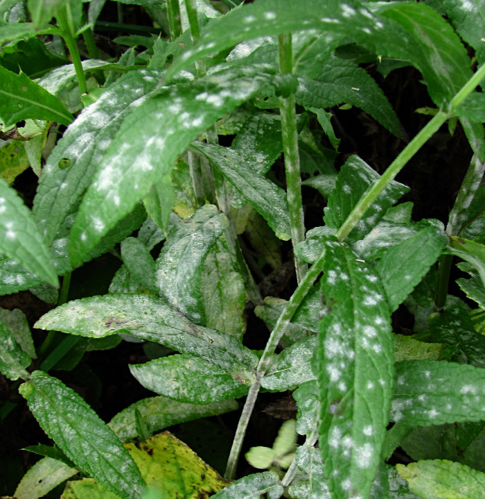 Изображение особи Stachys palustris.