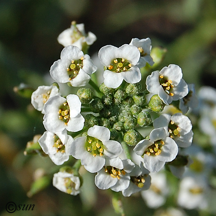 Image of Lobularia maritima specimen.