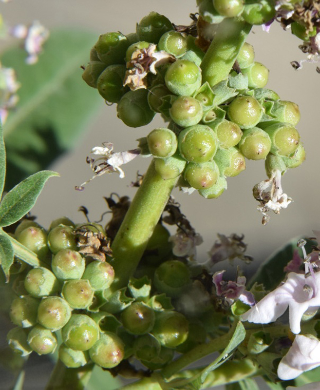 Image of Vitex agnus-castus specimen.