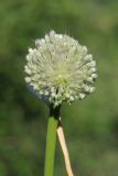 род Allium