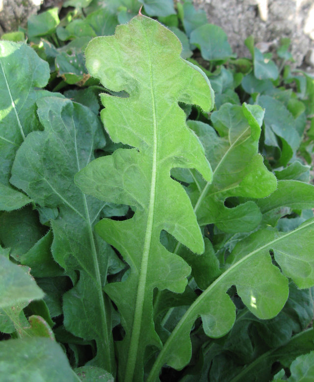 Изображение особи Limonium sinuatum.