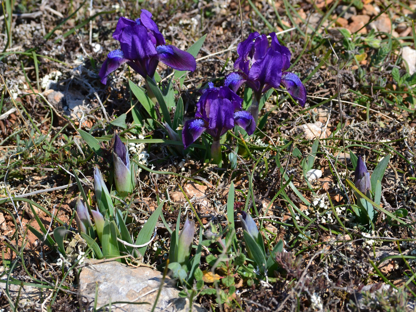 Image of Iris pumila specimen.