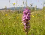 Dactylorhiza fuchsii