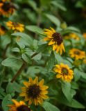 Sanvitalia procumbens