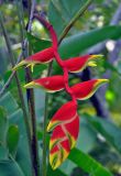 Heliconia rostrata