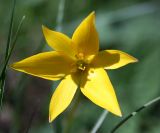 Tulipa biebersteiniana