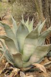 Agave подвид matapensis