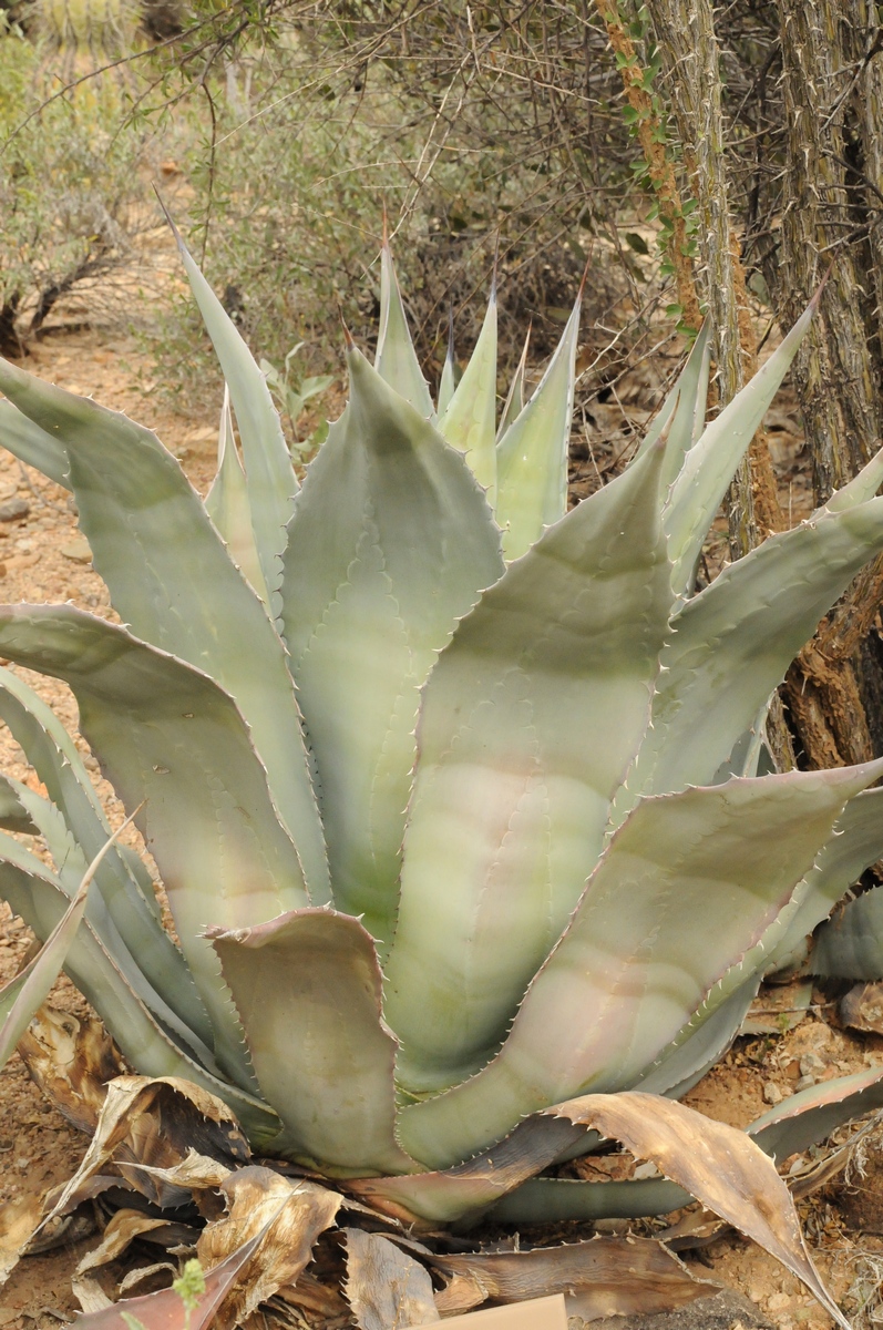 Изображение особи Agave shrevei ssp. matapensis.